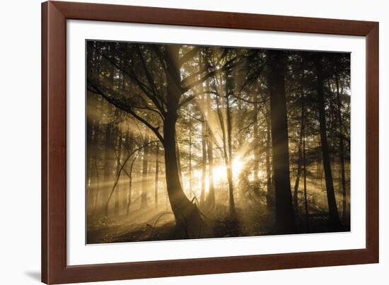 Gleaming Through-Lee Frost-Framed Giclee Print