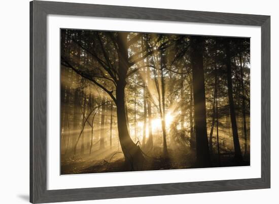 Gleaming Through-Lee Frost-Framed Giclee Print