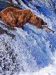 Grizly Bears at Katmai National Park, Alaska, USA-Gleb Tarro-Mounted Photographic Print