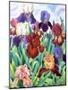 Glemsford Irises-Christopher Ryland-Mounted Premium Giclee Print
