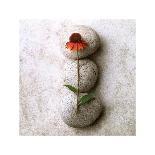 Poppy On Stone-Glen and Gayle Wans-Giclee Print