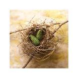 Pine Cones In Nest-Glen and Gayle Wans-Giclee Print