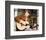 Glen Campbell-null-Framed Photo