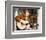 Glen Campbell-null-Framed Photo