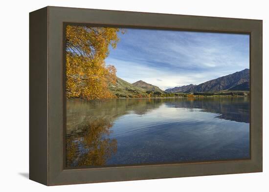 Glendhu Bay, Lake Wanaka, Otago, South Island, New Zealand-David Wall-Framed Premier Image Canvas