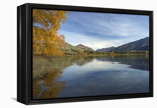 Glendhu Bay, Lake Wanaka, Otago, South Island, New Zealand-David Wall-Framed Premier Image Canvas