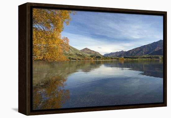 Glendhu Bay, Lake Wanaka, Otago, South Island, New Zealand-David Wall-Framed Premier Image Canvas