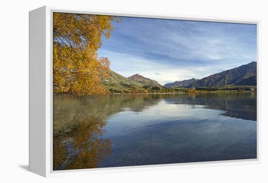 Glendhu Bay, Lake Wanaka, Otago, South Island, New Zealand-David Wall-Framed Premier Image Canvas