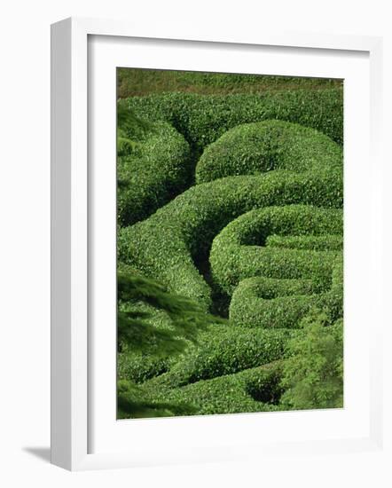 Glendurgan Maze, Cornwall, England, United Kingdom, Europe-Woolfitt Adam-Framed Photographic Print