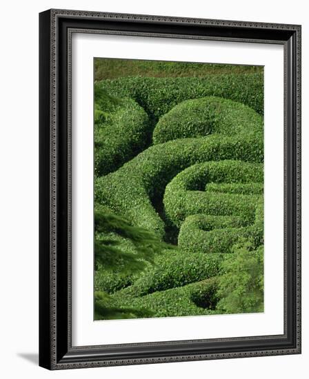 Glendurgan Maze, Cornwall, England, United Kingdom, Europe-Woolfitt Adam-Framed Photographic Print