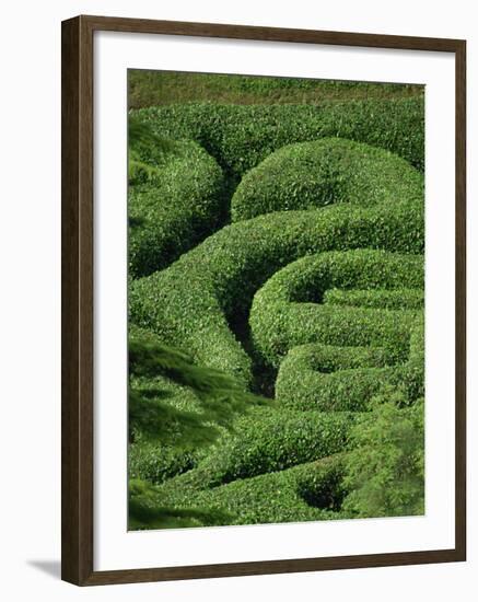 Glendurgan Maze, Cornwall, England, United Kingdom, Europe-Woolfitt Adam-Framed Photographic Print