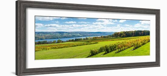Glenora Vineyard, Seneca Lake, Finger Lakes, New York State, Usa-null-Framed Photographic Print