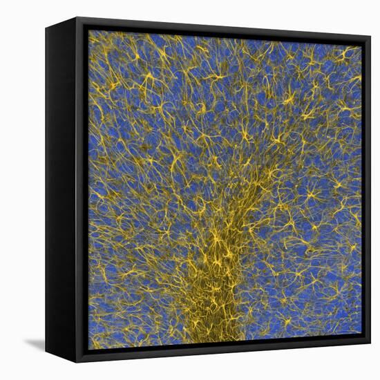 Glial Cells, Confocal Light Micrograph-Thomas Deerinck-Framed Premier Image Canvas