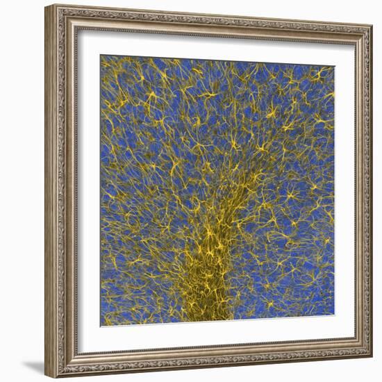 Glial Cells, Confocal Light Micrograph-Thomas Deerinck-Framed Premium Photographic Print