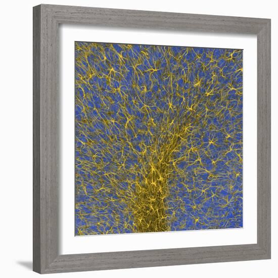 Glial Cells, Confocal Light Micrograph-Thomas Deerinck-Framed Premium Photographic Print