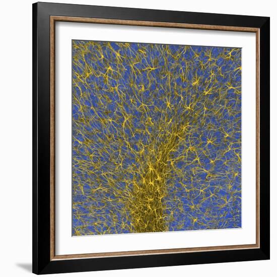 Glial Cells, Confocal Light Micrograph-Thomas Deerinck-Framed Premium Photographic Print