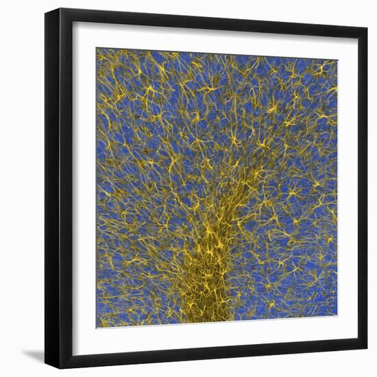 Glial Cells, Confocal Light Micrograph-Thomas Deerinck-Framed Premium Photographic Print