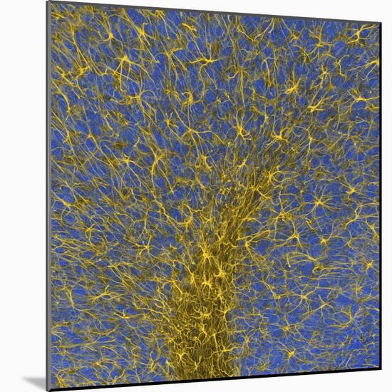 Glial Cells, Confocal Light Micrograph-Thomas Deerinck-Mounted Premium Photographic Print