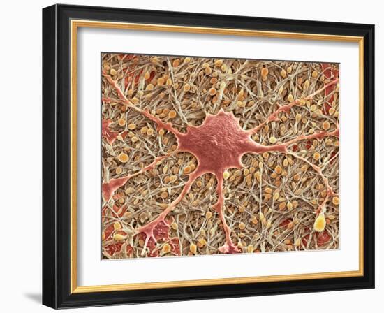 Glial Cells, SEM-Thomas Deerinck-Framed Photographic Print