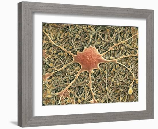 Glial Cells, SEM-Thomas Deerinck-Framed Photographic Print