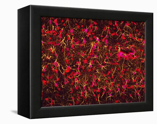 Glial Cells-Thomas Deerinck-Framed Premier Image Canvas