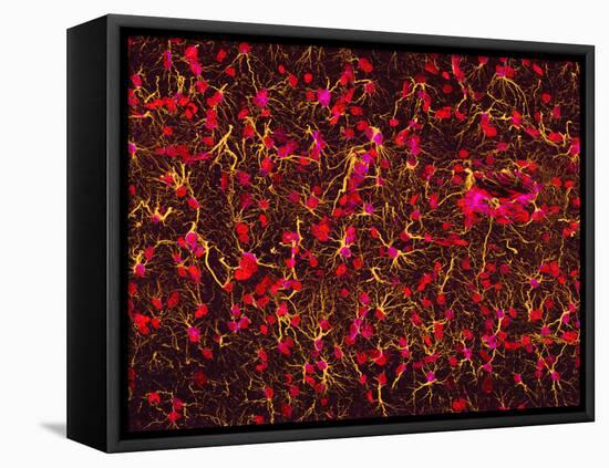 Glial Cells-Thomas Deerinck-Framed Premier Image Canvas