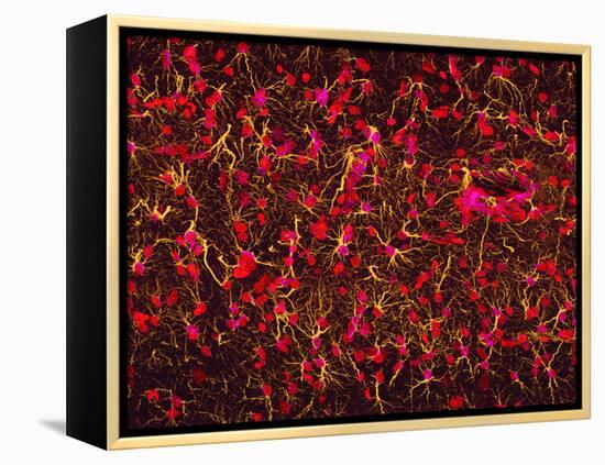 Glial Cells-Thomas Deerinck-Framed Premier Image Canvas