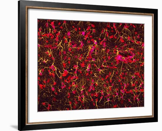 Glial Cells-Thomas Deerinck-Framed Photographic Print