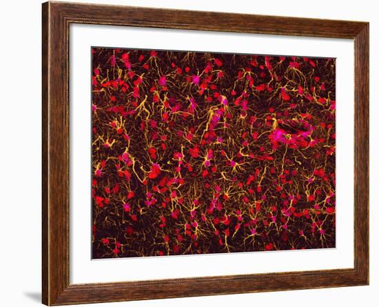 Glial Cells-Thomas Deerinck-Framed Photographic Print