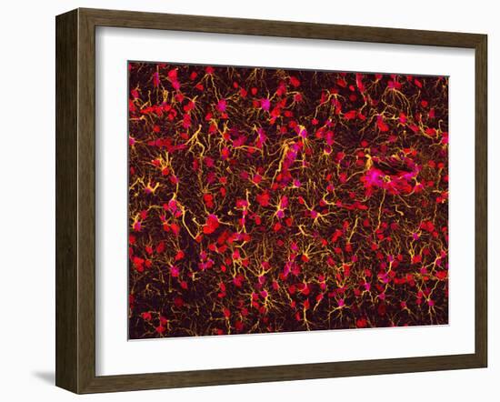 Glial Cells-Thomas Deerinck-Framed Photographic Print