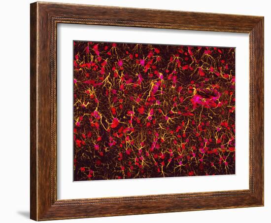 Glial Cells-Thomas Deerinck-Framed Photographic Print