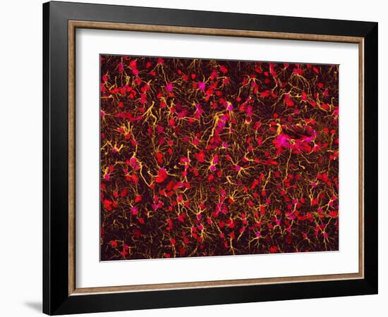 Glial Cells-Thomas Deerinck-Framed Photographic Print