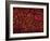 Glial Cells-Thomas Deerinck-Framed Photographic Print