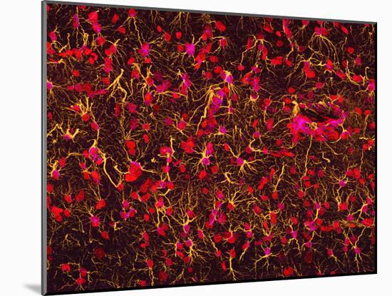 Glial Cells-Thomas Deerinck-Mounted Photographic Print