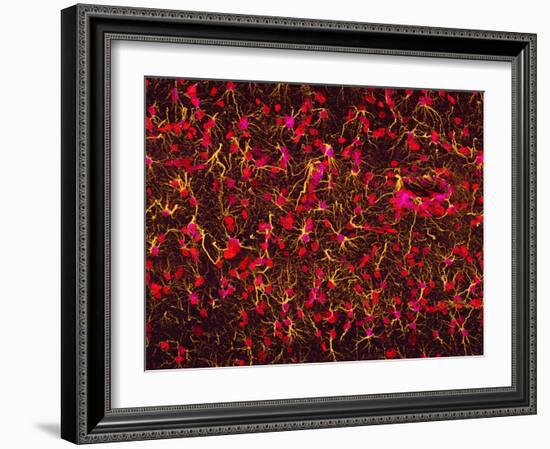 Glial Cells-Thomas Deerinck-Framed Photographic Print