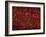 Glial Cells-Thomas Deerinck-Framed Photographic Print