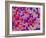 Glial Cells-Thomas Deerinck-Framed Photographic Print