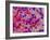 Glial Cells-Thomas Deerinck-Framed Photographic Print