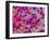 Glial Cells-Thomas Deerinck-Framed Photographic Print