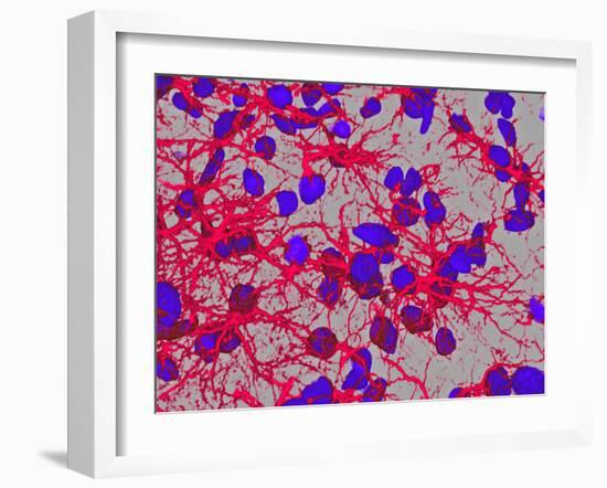 Glial Cells-Thomas Deerinck-Framed Photographic Print