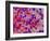 Glial Cells-Thomas Deerinck-Framed Photographic Print