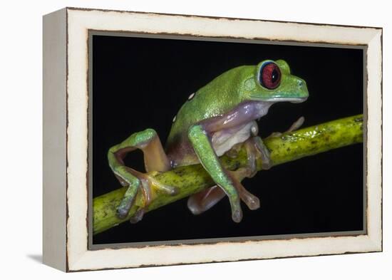 Gliding Leaf Frog, Choco Region, Ecuador-Pete Oxford-Framed Premier Image Canvas