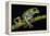 Gliding Leaf Frog, Choco Region, Ecuador-Pete Oxford-Framed Premier Image Canvas