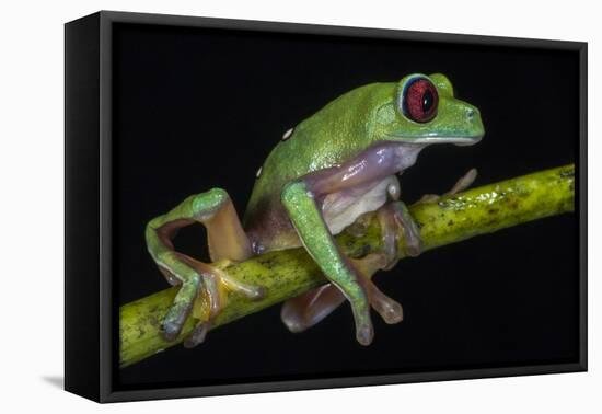 Gliding Leaf Frog, Choco Region, Ecuador-Pete Oxford-Framed Premier Image Canvas