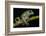 Gliding Leaf Frog, Choco Region, Ecuador-Pete Oxford-Framed Photographic Print