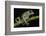 Gliding Leaf Frog, Choco Region, Ecuador-Pete Oxford-Framed Photographic Print