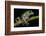 Gliding Leaf Frog, Choco Region, Ecuador-Pete Oxford-Framed Photographic Print