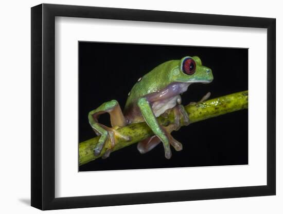 Gliding Leaf Frog, Choco Region, Ecuador-Pete Oxford-Framed Photographic Print