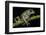 Gliding Leaf Frog, Choco Region, Ecuador-Pete Oxford-Framed Photographic Print