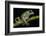 Gliding Leaf Frog, Choco Region, Ecuador-Pete Oxford-Framed Photographic Print